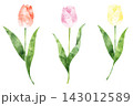 水彩　チューリップ　花　フラワー　春　おしゃれ　シンプル　手書き　素材 143012589