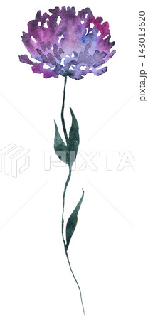 Watercolor purple wildflower, spring floral isolated illustration for stationery and greeting cards Watercolor purple wildflower, spring floral isolated illustration for stationery and greeting cards 143013620