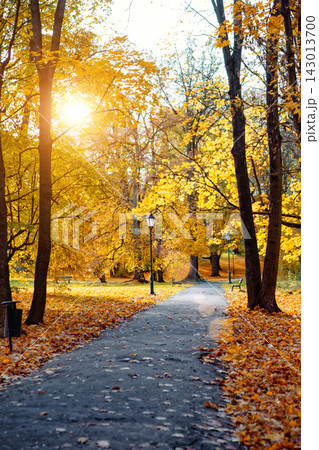 Bright sunlight shines through trees on a path covered in autumn leaves in a park during fall Bright sunlight shines through trees on a path covered in autumn leaves in a park during fall 143013700