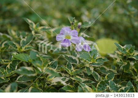 Vibrant Asystasia Gangetica Variegated Foliage Vibrant Asystasia Gangetica Variegated Foliage 143013813