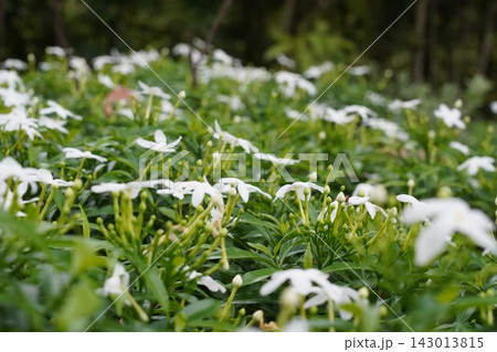 Lush white Pinwheel Flowers blooming in a garden Lush white Pinwheel Flowers blooming in a garden 143013815