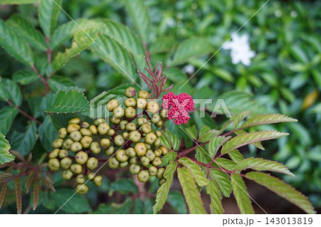 Vibrant Leea Coccinea Plant with Berries and Buds 143013819