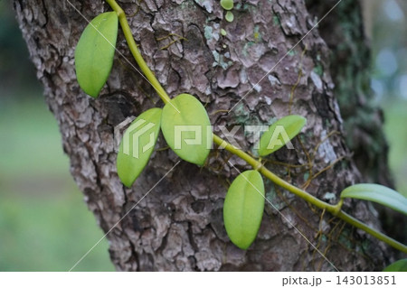 Vibrant Green Vine Leaves Clinging to Tree Bark 143013851