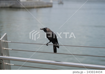 Urban House Crow Sits on Railing Next to Calm Water Urban House Crow Sits on Railing Next to Calm Water 143014434