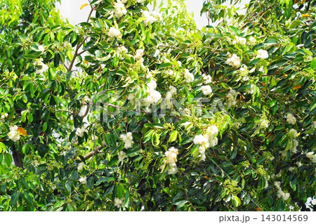 Blooming Rose Apple Tree White Flowers Green Leaves 143014569