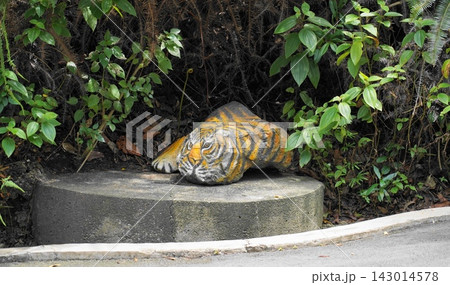 Tiger sculpture in a lush tropical garden environment Tiger sculpture in a lush tropical garden environment 143014578