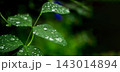 Close up water droplets on a green leaf and blur green nature background 143014894
