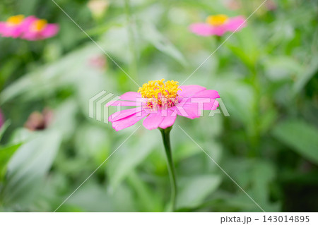 Close up yellow pollen of purple Zinnia flower and blur green nature background Close up yellow pollen of purple Zinnia flower and blur green nature background 143014895