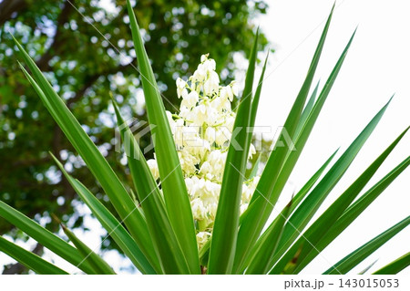 Beautiful Yucca Flowers Blooming in a Sunny Garden Beautiful Yucca Flowers Blooming in a Sunny Garden 143015053