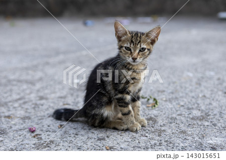 Small tabby kitten sitting on rough concrete outdoors, looking toward camera with alert expression, upright ears and mottled brown and black striped fur Small tabby kitten sitting on rough concrete outdoors, looking toward camera with alert expression, upright ears and mottled brown and black striped fur 143015651