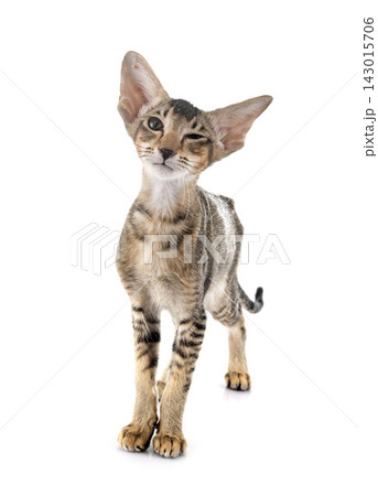 oriental kitten in studio oriental kitten in studio 143015706