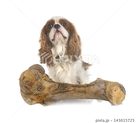 cavalier king charles cavalier king charles 143015725