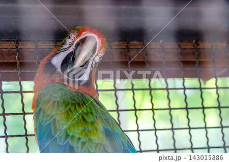 色鮮やかなコンゴウインコの顔 色鮮やかなコンゴウインコの顔 143015886