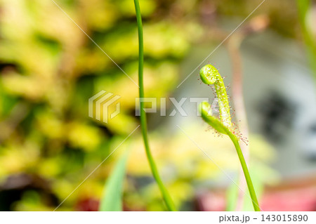巻き上がる食虫植物の新芽 巻き上がる食虫植物の新芽 143015890