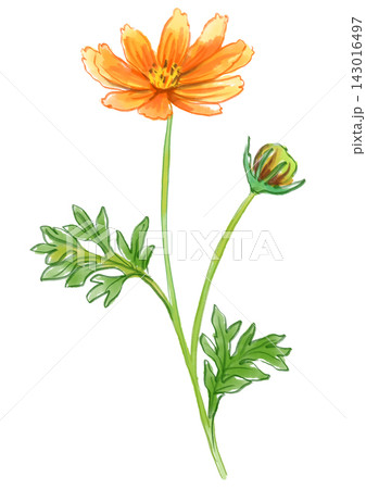 咲き誇るオレンジコスモスの花の手描きの水彩イラスト 咲き誇るオレンジコスモスの花の手描きの水彩イラスト 143016497