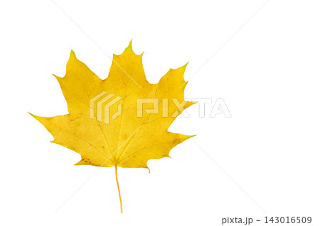Isolated yellow autumn maple leaf on white for decoration Isolated yellow autumn maple leaf on white for decoration 143016509