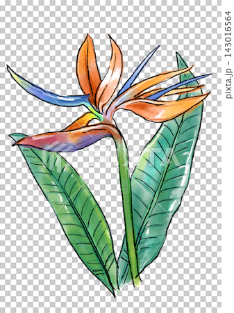Hand-drawn line art and watercolor illustration of blooming strelitzia flowers Hand-drawn line art and watercolor illustration of blooming strelitzia flowers 143016564