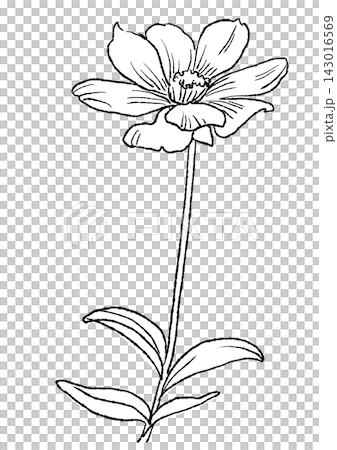 A hand-drawn line art illustration of blooming chocolate cosmos flowers. A hand-drawn line art illustration of blooming chocolate cosmos flowers. 143016569