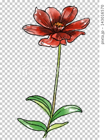 Hand-drawn line art and watercolor illustration of blooming chocolate cosmos flowers 143016570