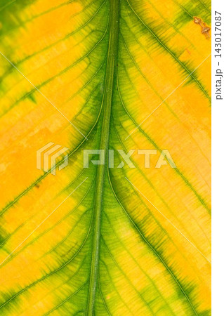 Yellow Green Leaf Veins Macro Texture with Fine Natural Pattern Detail Yellow Green Leaf Veins Macro Texture with Fine Natural Pattern Detail 143017087