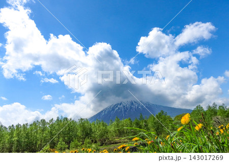 雲を頂く五月の羊蹄山とタンポポ 雲を頂く五月の羊蹄山とタンポポ 143017269