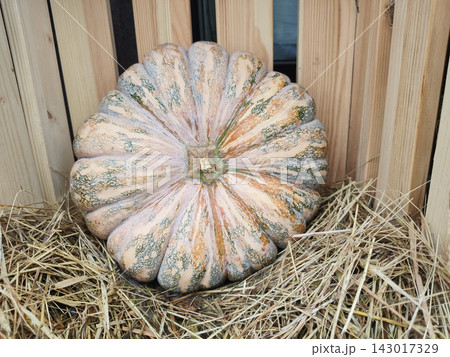 large ribbed pumpkin on straw in a wooden crate in a rustic style. Autumn harvest, a large spotted white pumpkin. Seasonal farm images are perfect for Thanksgiving decorations. 143017329