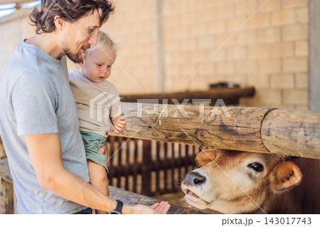 Father and toddler feed a cow during a petting farm visit. Hands on learning and animal education. 143017743