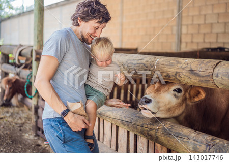 Father and young son enjoy a playful cow feeding encounter. Joy and connection during a farm animal encounter. Father and young son enjoy a playful cow feeding encounter. Joy and connection during a farm animal encounter. 143017746