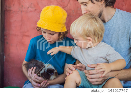 Older brother shares a guinea pig encounter with a toddler and their father. Hands on learning and animal education. Older brother shares a guinea pig encounter with a toddler and their father. Hands on learning and animal education. 143017747