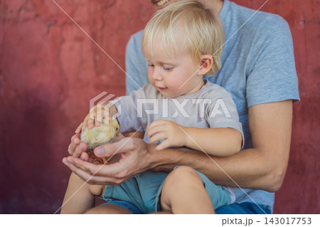 Toddler touches a chick with his father's help during a family farm visit. Sensory exploration and gentle animal interaction. 143017753