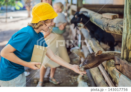Boy feeds a sheep during a family visit to a petting zoo. Hands on learning and animal education. Boy feeds a sheep during a family visit to a petting zoo. Hands on learning and animal education. 143017756