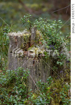 Moss-covered tree stump in a forest Moss-covered tree stump in a forest 143017771