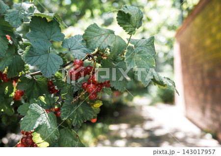 Fresh Red Currants on a Green Vine Fresh Red Currants on a Green Vine 143017957