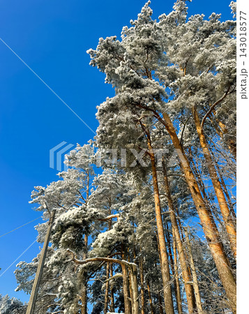 A large snow-covered tree with intricate bare branches against a clear blue sky, a snow-covered pine tree on a bright winter day. A large snow-covered tree with intricate bare branches against a clear blue sky, a snow-covered pine tree on a bright winter day. 143018577