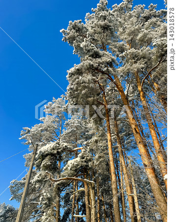 A large snow-covered tree with intricate bare branches against a clear blue sky, a snow-covered pine tree on a bright winter day. 143018578