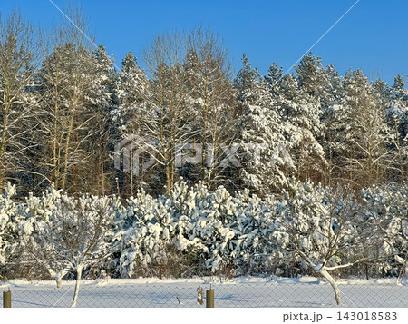 A beautiful snow-covered landscape. A sunlit, snow-covered forest path with frost-covered pine trees and snowdrifts. 143018583