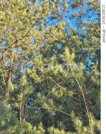 A large snow-covered tree with intricate bare branches against a clear blue sky, a snow-covered pine tree on a bright winter day. 143018615
