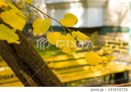Yellow leaves on a thin birch branch. Calm fall season. Beautiful landscape with the road in autumn forest. Birch trees with green, yellow and orange leaves and footpath in the woodland in sunny day Yellow leaves on a thin birch branch. Calm fall season. Beautiful landscape with the road in autumn forest. Birch trees with green, yellow and orange leaves and footpath in the woodland in sunny day 143018720