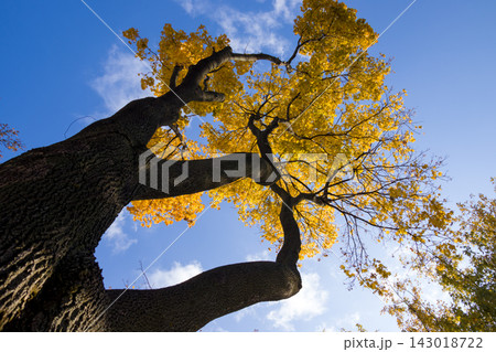 Yellow autumn leaves on tree branches against blue sky 143018722