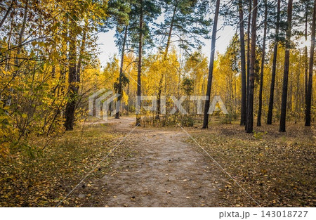Dirt path through autumn forest with yellow birch and pine trees Dirt path through autumn forest with yellow birch and pine trees 143018727