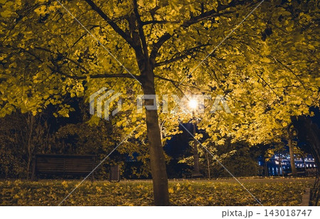 Large tree with yellow leaves in park at night under street lamp Large tree with yellow leaves in park at night under street lamp 143018747
