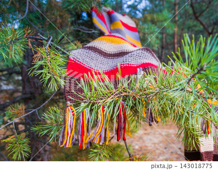 Multi-colored knitted blanket draped on pine tree branch in forest 143018775