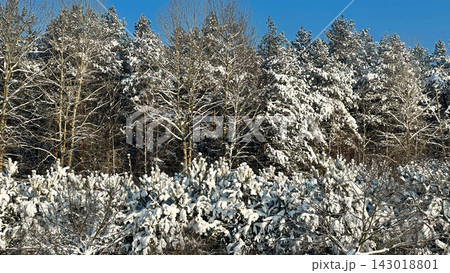 A beautiful snow-covered landscape. A sunlit, snow-covered forest path with frost-covered pine trees and snowdrifts. A beautiful snow-covered landscape. A sunlit, snow-covered forest path with frost-covered pine trees and snowdrifts. 143018801