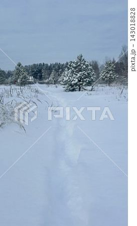 A beautiful snow-covered landscape. snow-covered forest path with frost-covered pine trees and snowdrifts. A beautiful snow-covered landscape. snow-covered forest path with frost-covered pine trees and snowdrifts. 143018828