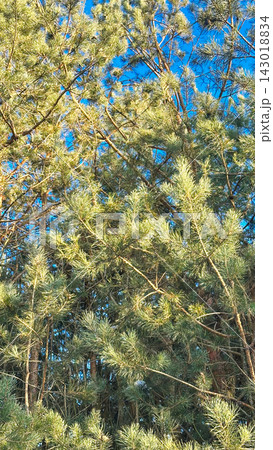 A large snow-covered tree with intricate bare branches against a clear blue sky, a snow-covered pine tree on a bright winter day. A large snow-covered tree with intricate bare branches against a clear blue sky, a snow-covered pine tree on a bright winter day. 143018834