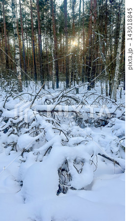 A beautiful snow-covered landscape. A sunlit, snow-covered forest path with frost-covered pine trees and snowdrifts. A beautiful snow-covered landscape. A sunlit, snow-covered forest path with frost-covered pine trees and snowdrifts. 143018845