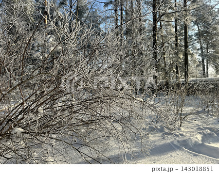 A beautiful snow-covered landscape. A sunlit, snow-covered forest path with frost-covered pine trees and snowdrifts. 143018851