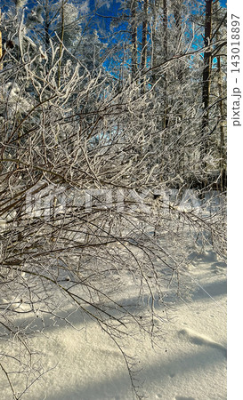 A beautiful snow-covered landscape. A sunlit, snow-covered forest path with frost-covered pine trees and snowdrifts. A beautiful snow-covered landscape. A sunlit, snow-covered forest path with frost-covered pine trees and snowdrifts. 143018897