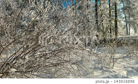 A beautiful snow-covered landscape. A sunlit, snow-covered forest path with frost-covered pine trees and snowdrifts. 143018898