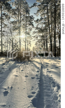 A beautiful snow-covered landscape. A sunlit, snow-covered forest path with frost-covered pine trees and snowdrifts. A beautiful snow-covered landscape. A sunlit, snow-covered forest path with frost-covered pine trees and snowdrifts. 143018899